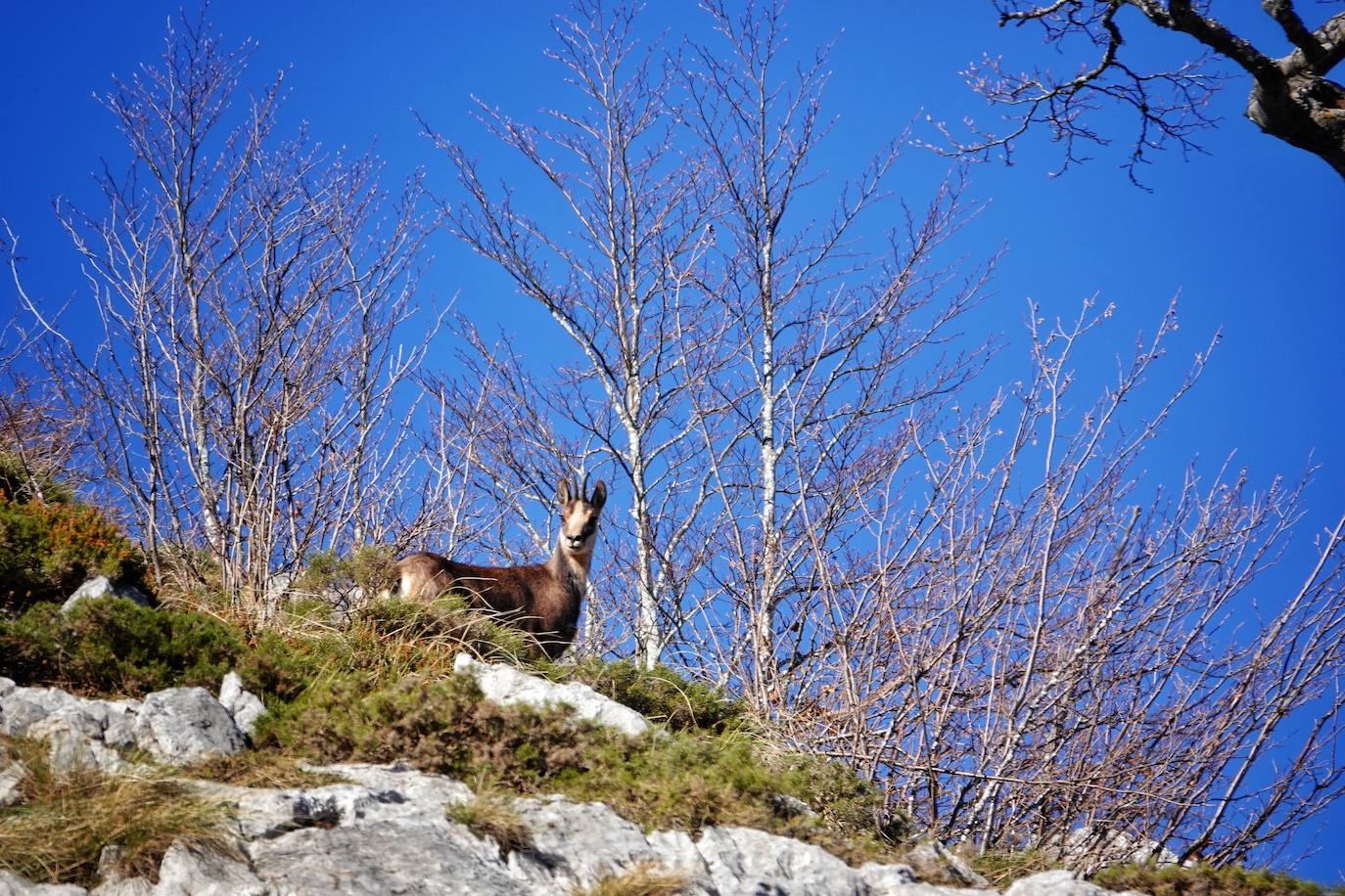 Entre el puerto del Pontón y el municipio de Amieva, atravesando el Parque Nacional de los Picos de Europa, existe un trazado de piedra serpenteante digno de conocer y andar: la senda del Arcedianu 