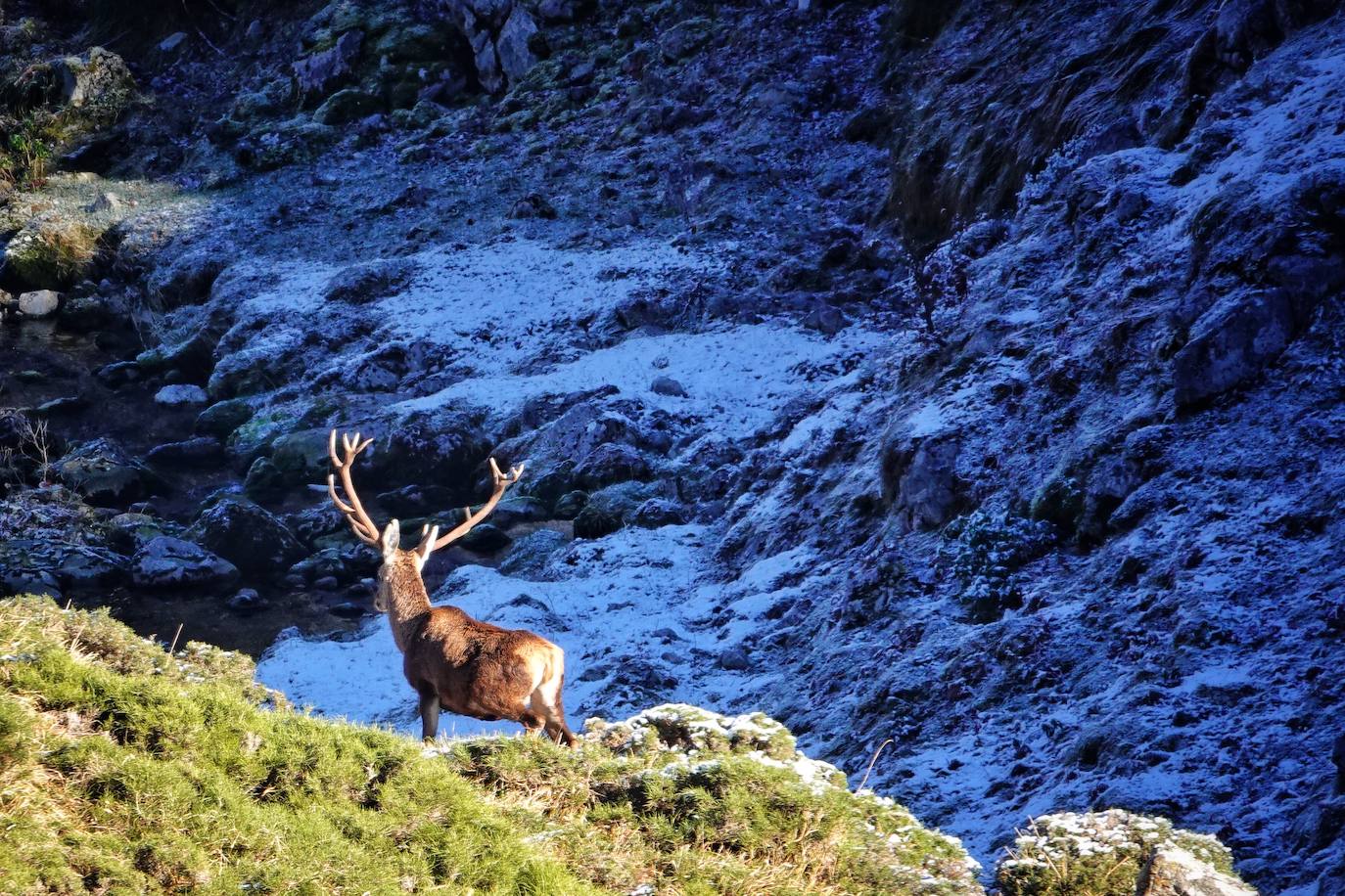 Entre el puerto del Pontón y el municipio de Amieva, atravesando el Parque Nacional de los Picos de Europa, existe un trazado de piedra serpenteante digno de conocer y andar: la senda del Arcedianu 