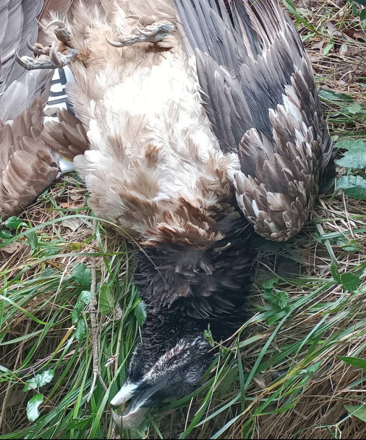 Encuentran muerto en Llanes a 'Sol', un quebrantahuesos liberado en los Picos en 2020