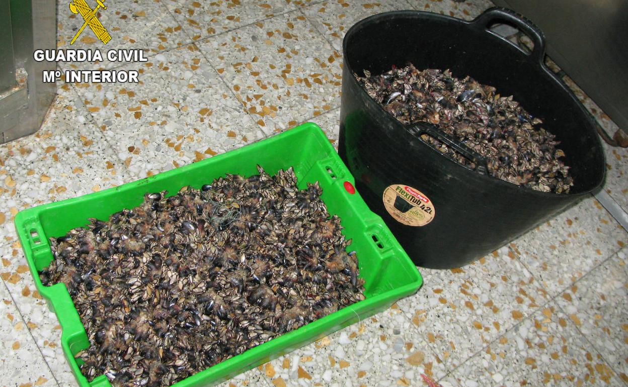 Percebes incautados en Llanes.