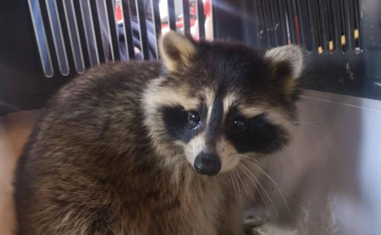 El mapache fue recogido el sábado en pleno centro de la ciudad.