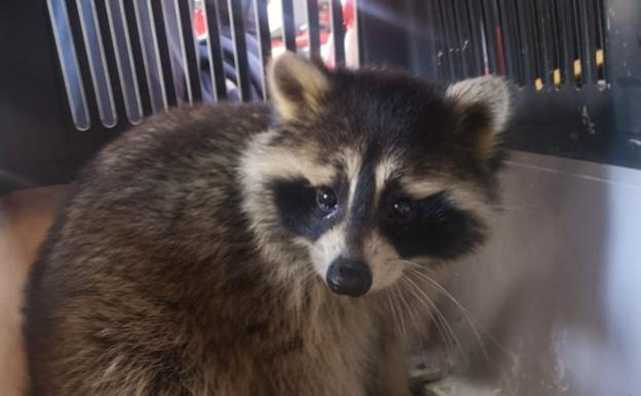 El mapache fue recogido el sábado en pleno centro de Gijón. 
