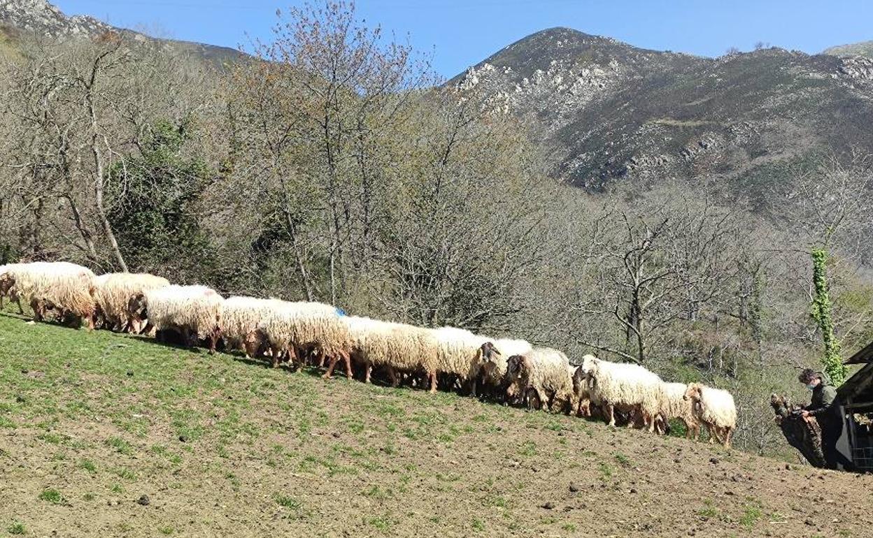 Rebaño de ovejas, en el entorno de los Picos de Europa