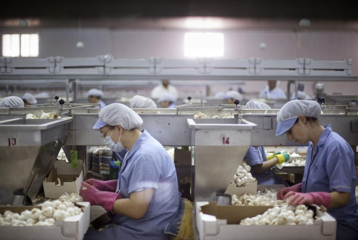 Trabajadoras, en una planta de tratamiento de ajos. 