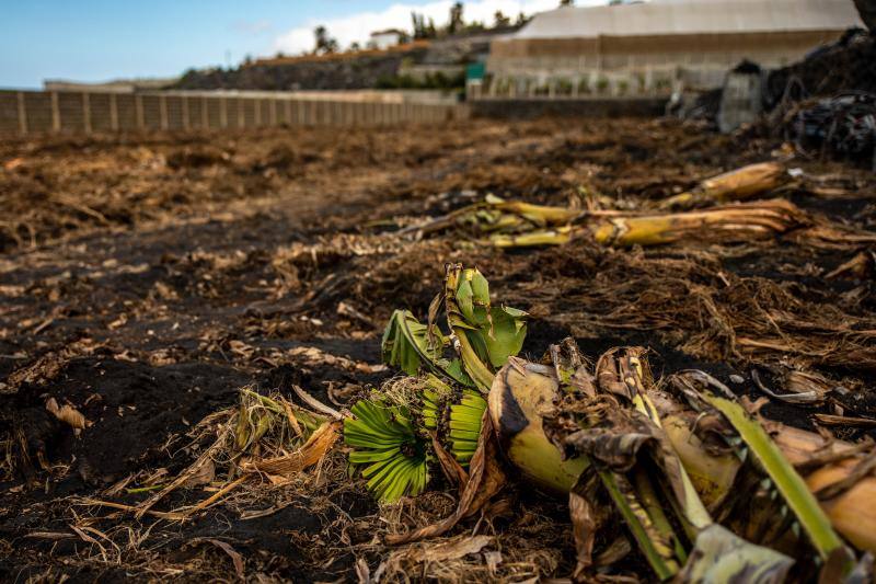 Los ochenta y cinco días que el volcán de Cumbre Vieja permaneció en activo dejaron imágenes desoladoras. Ahora, semanas después de que el volcán dejase de escupir lava, los turistas visitan La Palma para observar los restos del desastre natural. 