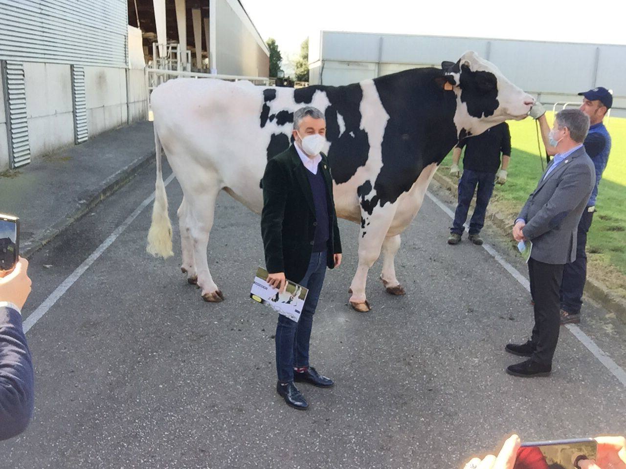 Alejandro Calvo, con 'Nacio P', un Holstein libre de haplotipos, en las instalaciones de Ascol.