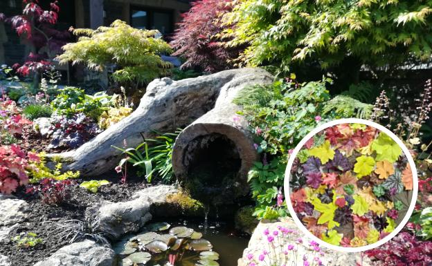 Explosión de color con esta parte de la colección de heucheras, heucherellas y tiarellas. Vista en detalle del estanque creado con un viejo fresno, nenúfares, diversas plantas herbáceas y al fondo algunos arces japoneses.