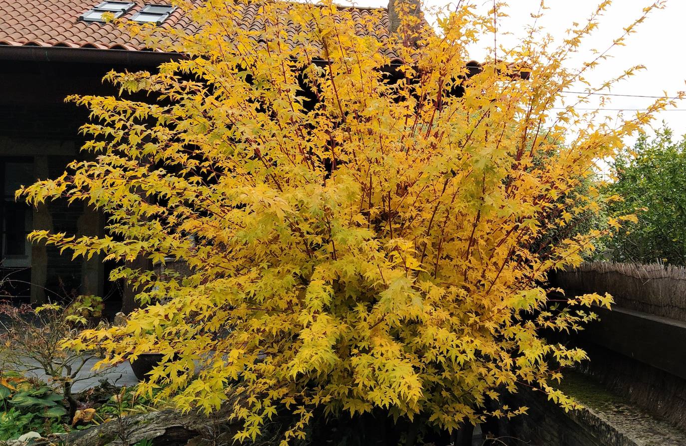 Preciosa otoñación en color dorado del hacer palmatum sango kaku con copa en forma de bola.