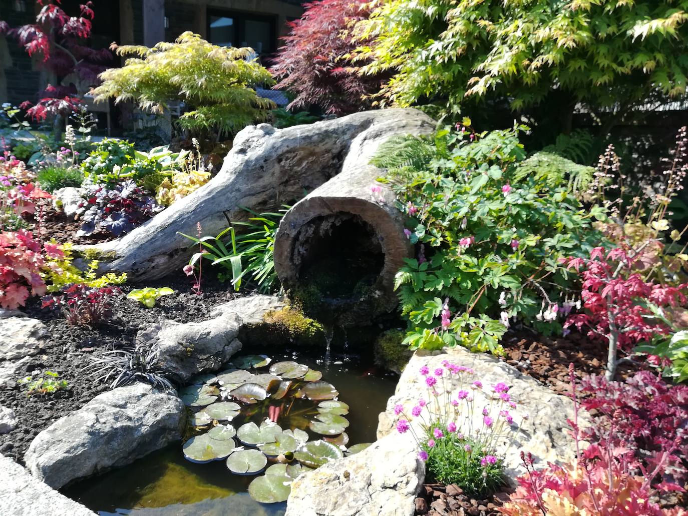 Vista en detalle del estanque creado con un viejo fresno, nenúfares, diversas plantas herbáceas y al fondo algunos arces japoneses.