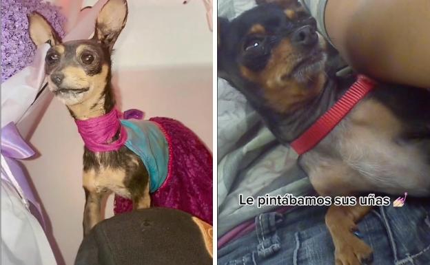 Chispita, la perrita.