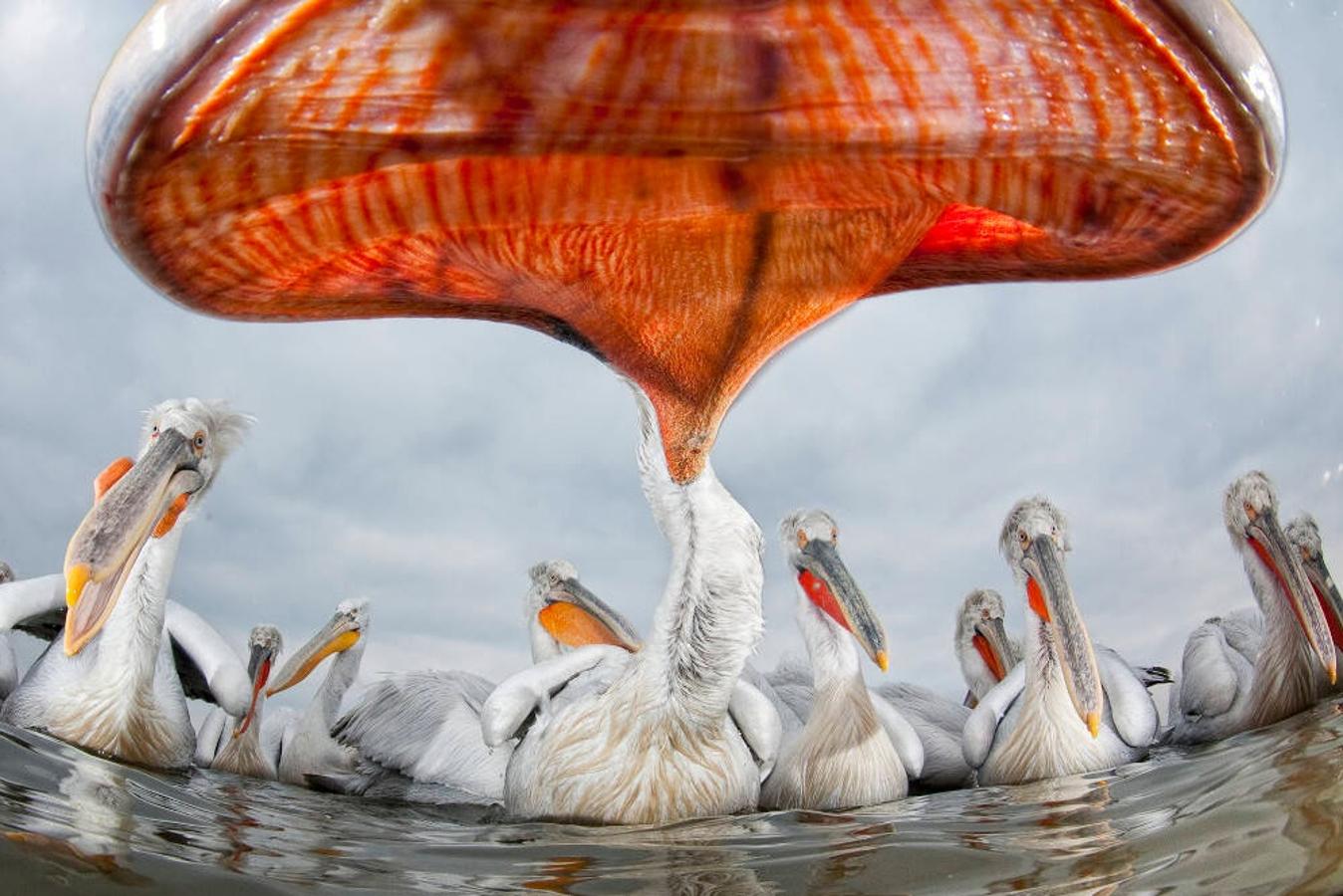 'Pelican perspective', de Bence Màtè (Hungría). Mención de Honor Mundo de las Aves.