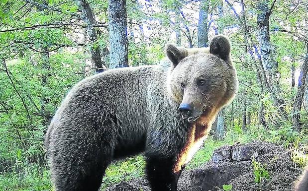 Una de las osas que el Fapas busca en la zona de Las Ubiñas