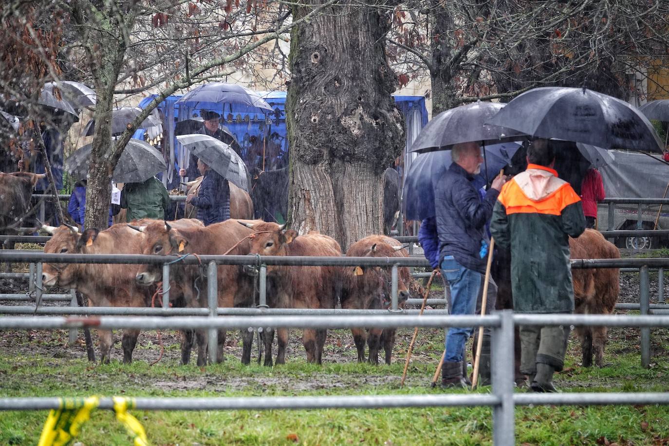 Lluvia, menos reses que ne otras ediciones y preocupación por los costes. Así ha sido la segunda Feria de Corao celebrada este año. Si bien los precios han repuntado ligeramente, el aumento ha sido tímido, de entre 20 y 50 euros según cifraron los profesionales. En este sentido, José Antonio García 'Toño el de Mestas' ha apuntado a una «una ligera subida», si bien ha lamentado que los precios «no acaban de arrancar»