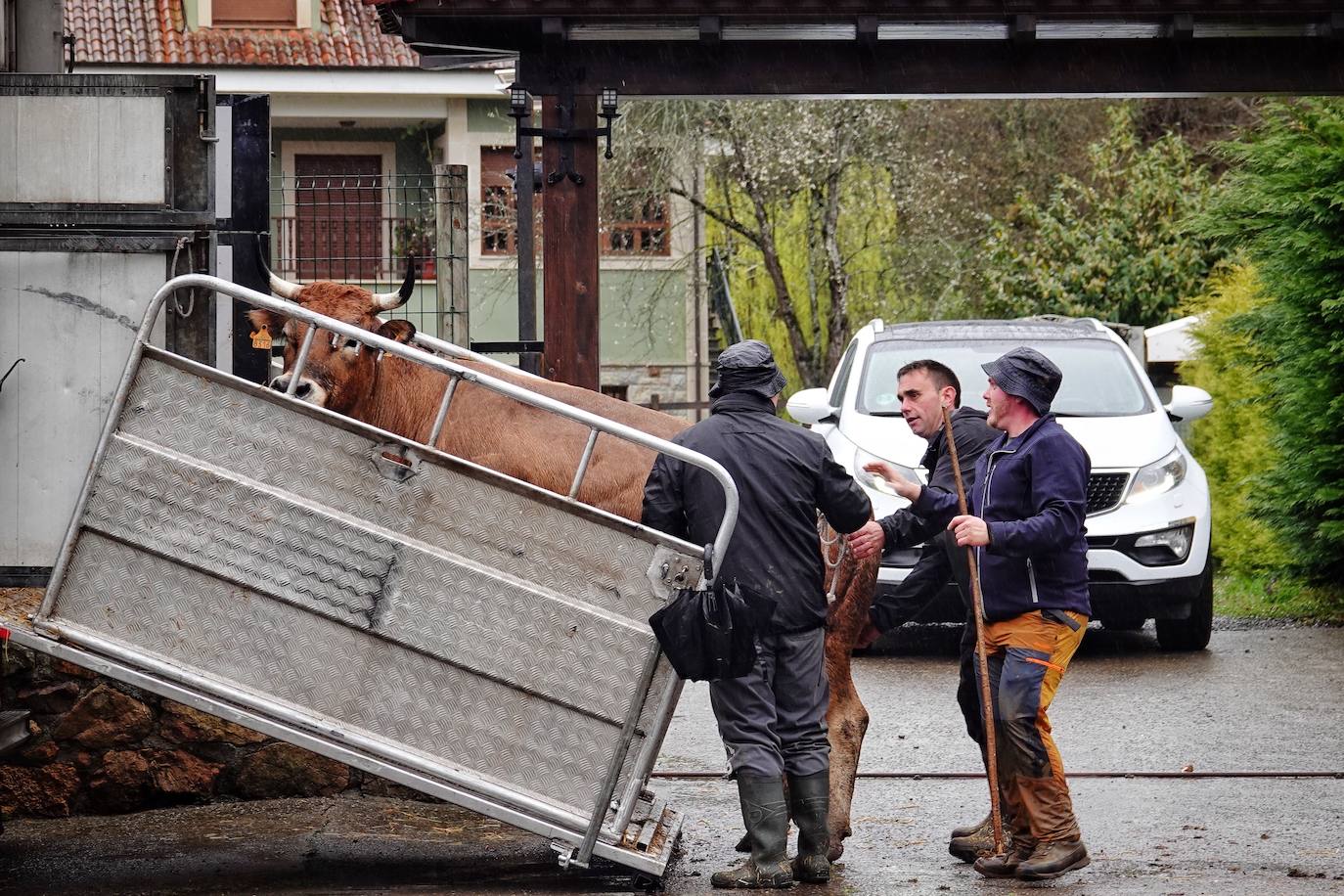 Lluvia, menos reses que ne otras ediciones y preocupación por los costes. Así ha sido la segunda Feria de Corao celebrada este año. Si bien los precios han repuntado ligeramente, el aumento ha sido tímido, de entre 20 y 50 euros según cifraron los profesionales. En este sentido, José Antonio García 'Toño el de Mestas' ha apuntado a una «una ligera subida», si bien ha lamentado que los precios «no acaban de arrancar»