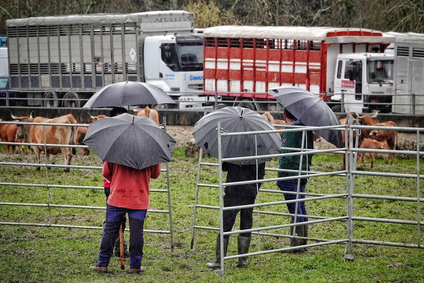 Lluvia, menos reses que ne otras ediciones y preocupación por los costes. Así ha sido la segunda Feria de Corao celebrada este año. Si bien los precios han repuntado ligeramente, el aumento ha sido tímido, de entre 20 y 50 euros según cifraron los profesionales. En este sentido, José Antonio García 'Toño el de Mestas' ha apuntado a una «una ligera subida», si bien ha lamentado que los precios «no acaban de arrancar»