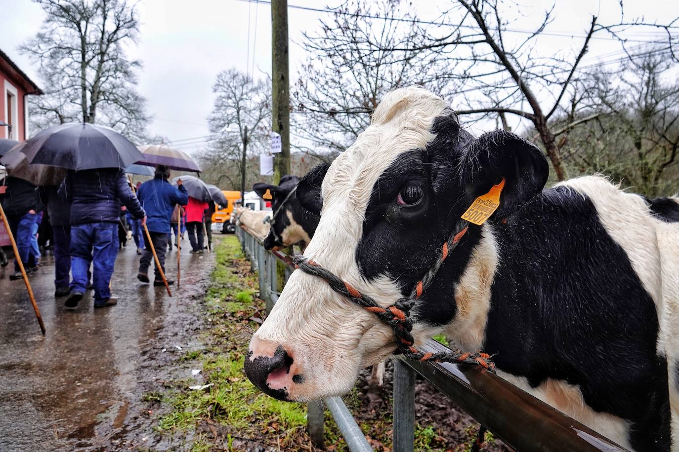 Lluvia, menos reses que ne otras ediciones y preocupación por los costes. Así ha sido la segunda Feria de Corao celebrada este año. Si bien los precios han repuntado ligeramente, el aumento ha sido tímido, de entre 20 y 50 euros según cifraron los profesionales. En este sentido, José Antonio García 'Toño el de Mestas' ha apuntado a una «una ligera subida», si bien ha lamentado que los precios «no acaban de arrancar»