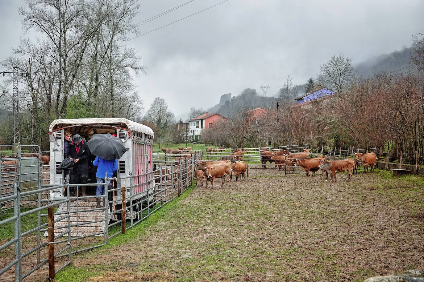 Lluvia, menos reses que ne otras ediciones y preocupación por los costes. Así ha sido la segunda Feria de Corao celebrada este año. Si bien los precios han repuntado ligeramente, el aumento ha sido tímido, de entre 20 y 50 euros según cifraron los profesionales. En este sentido, José Antonio García 'Toño el de Mestas' ha apuntado a una «una ligera subida», si bien ha lamentado que los precios «no acaban de arrancar»