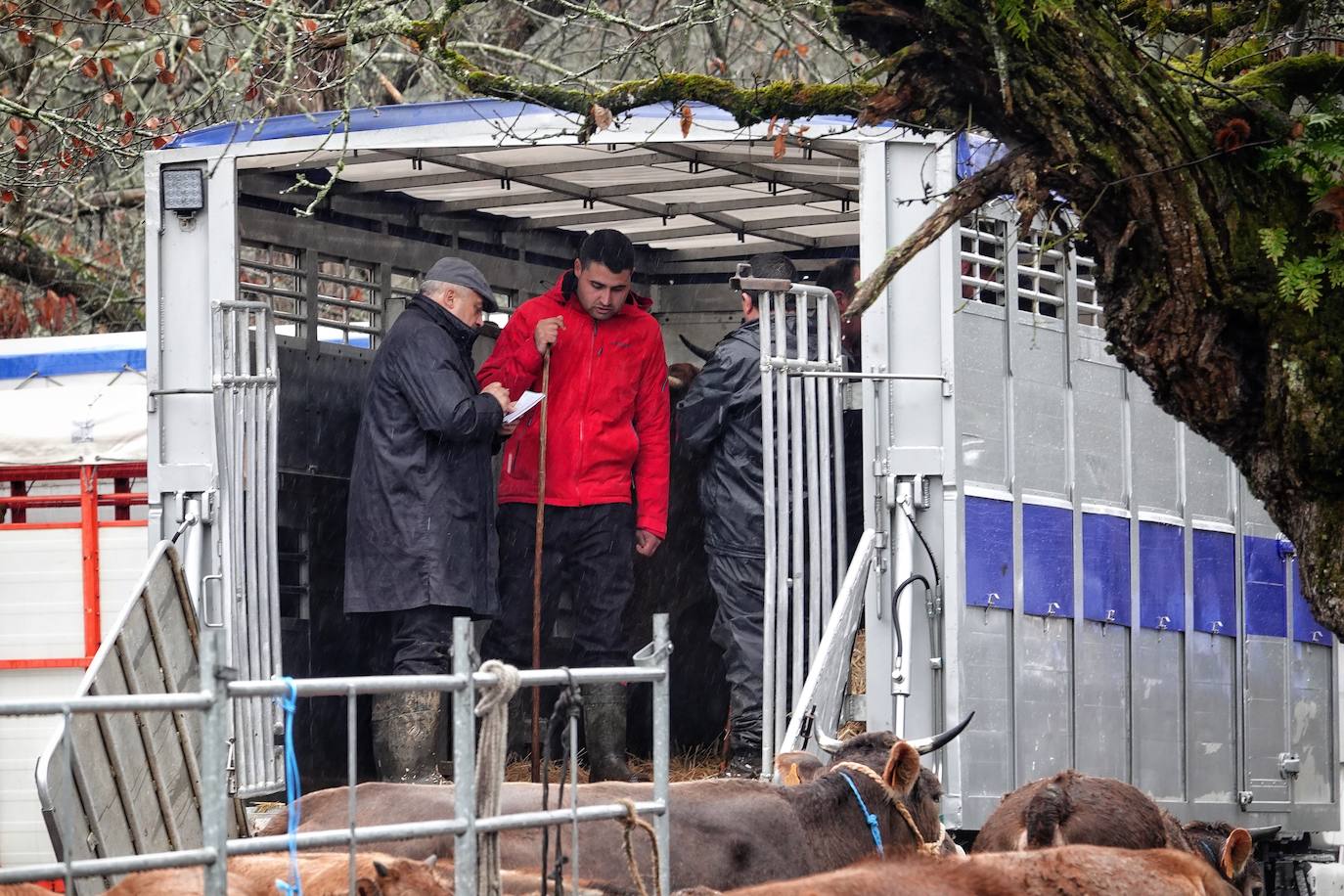 Lluvia, menos reses que ne otras ediciones y preocupación por los costes. Así ha sido la segunda Feria de Corao celebrada este año. Si bien los precios han repuntado ligeramente, el aumento ha sido tímido, de entre 20 y 50 euros según cifraron los profesionales. En este sentido, José Antonio García 'Toño el de Mestas' ha apuntado a una «una ligera subida», si bien ha lamentado que los precios «no acaban de arrancar»