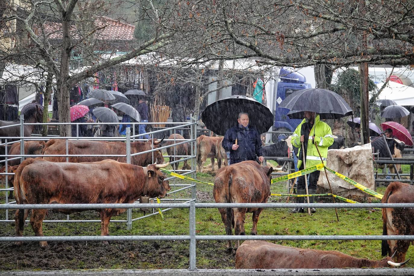 Lluvia, menos reses que ne otras ediciones y preocupación por los costes. Así ha sido la segunda Feria de Corao celebrada este año. Si bien los precios han repuntado ligeramente, el aumento ha sido tímido, de entre 20 y 50 euros según cifraron los profesionales. En este sentido, José Antonio García 'Toño el de Mestas' ha apuntado a una «una ligera subida», si bien ha lamentado que los precios «no acaban de arrancar»