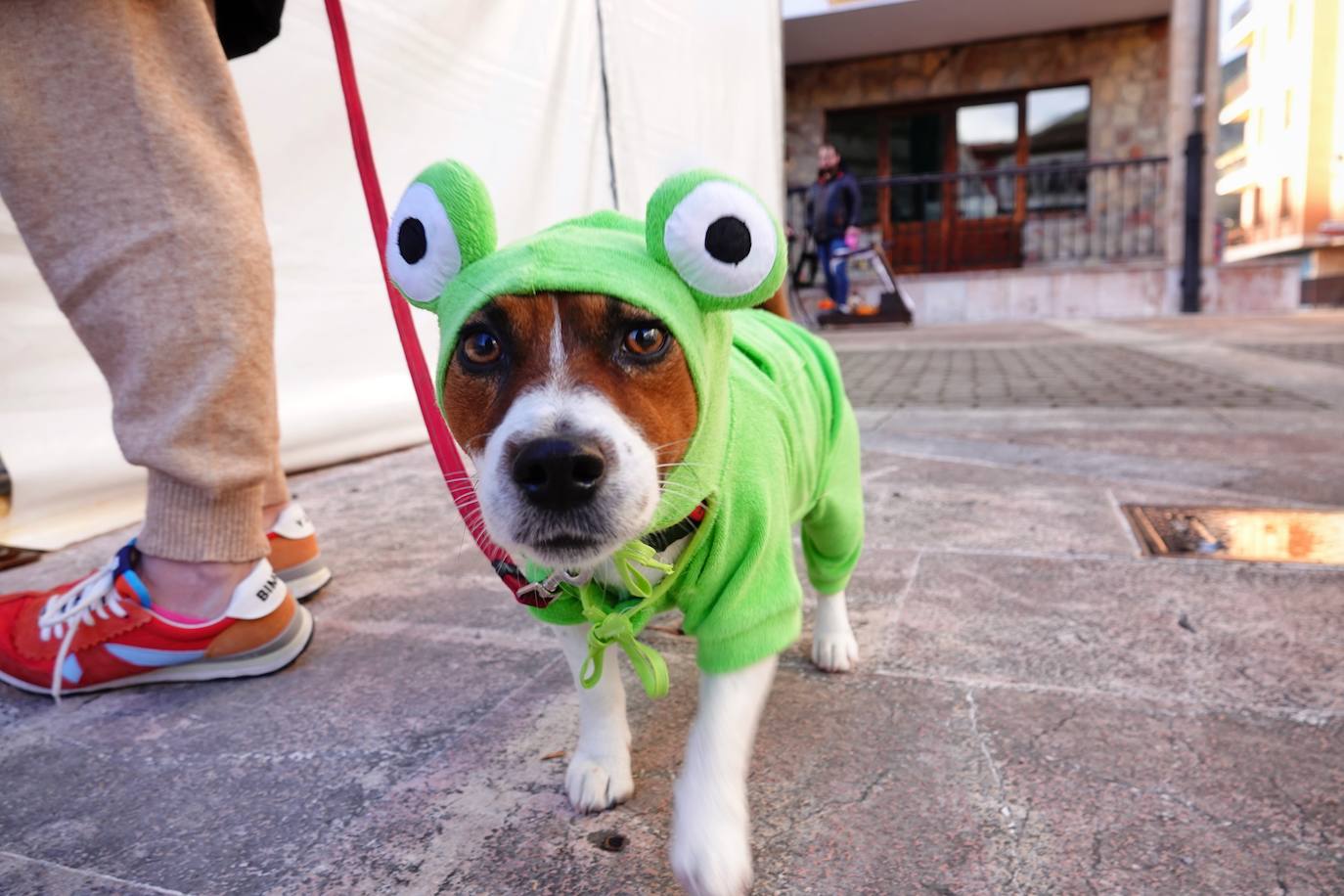 Fotos: Las mascotas de Cangas de Onís también se disfrazan