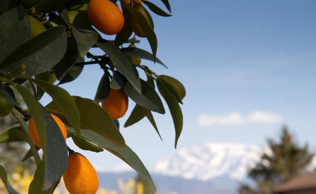 El Kumquat, es originario de China, se consume entero y su piel es comestible.