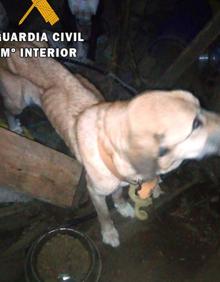 Imagen secundaria 2 - En las imágenes se puede observar la extrema delgadez de los animales 