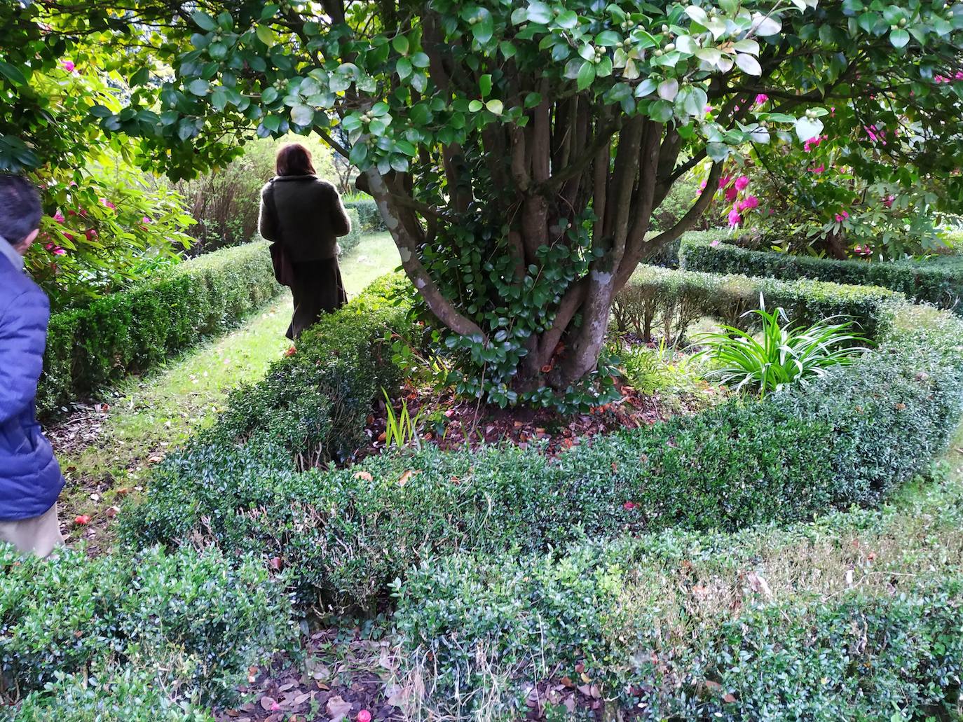 Carmen Armada le muestra el impecable estado de su jardín a Miguel Llana-Valdés con una impresionante camelia delante y forma de boj semicriculares.