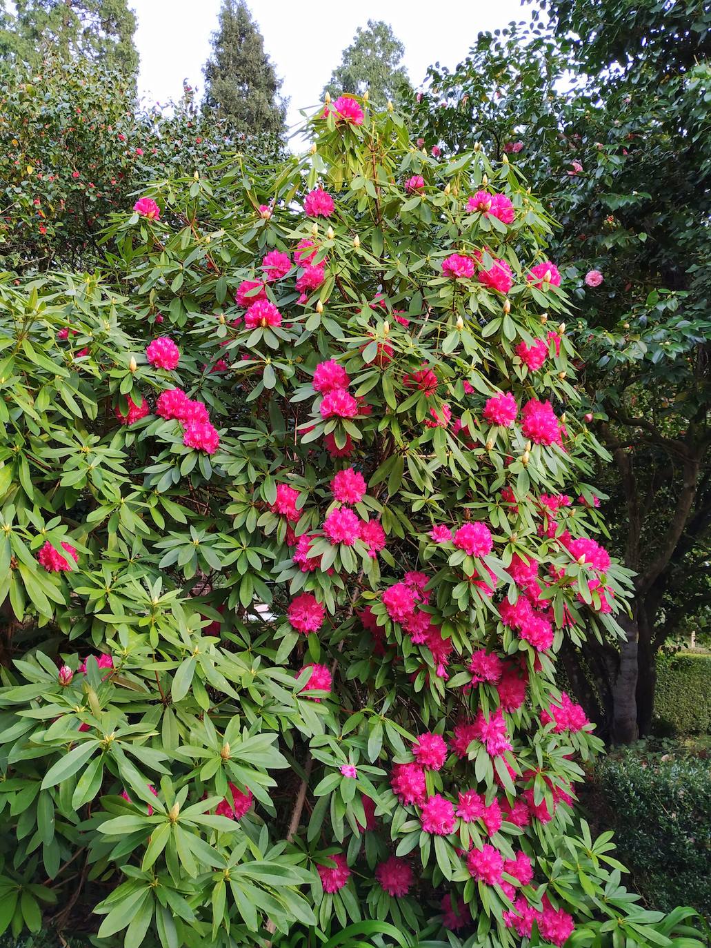 Uno de los espectaculares rododendros que integran el jardín francés