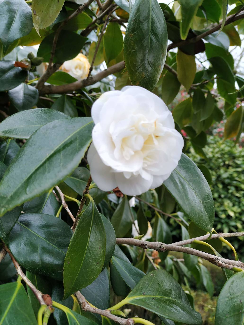 Camelia japónica de la variedad Nobilissima de al menos siglo y medio de antigüedad.