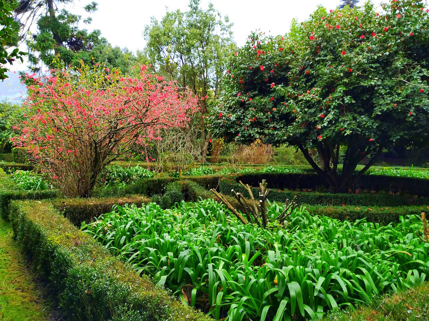 Círculo enorme de boj con un árbol de camelia en el centro, densas agrupaciones de agapantos y una nota de color rojo del membrillo japonés.