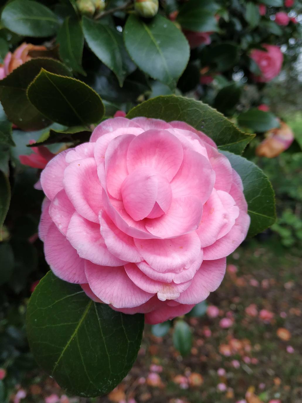 Camelia italiana de color rosa claro de un siglo y medio de antigüedad.