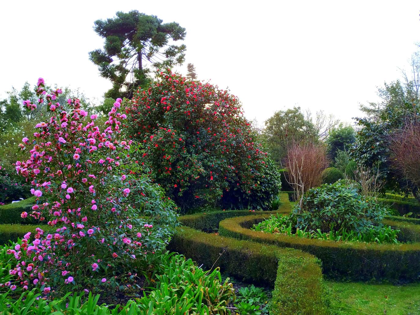 Preciosa vista general del jardín con la camelia columnar los bojedales circulares y el trazado siguiente radioconcéntrico, las enormes camelias y la araucaria.