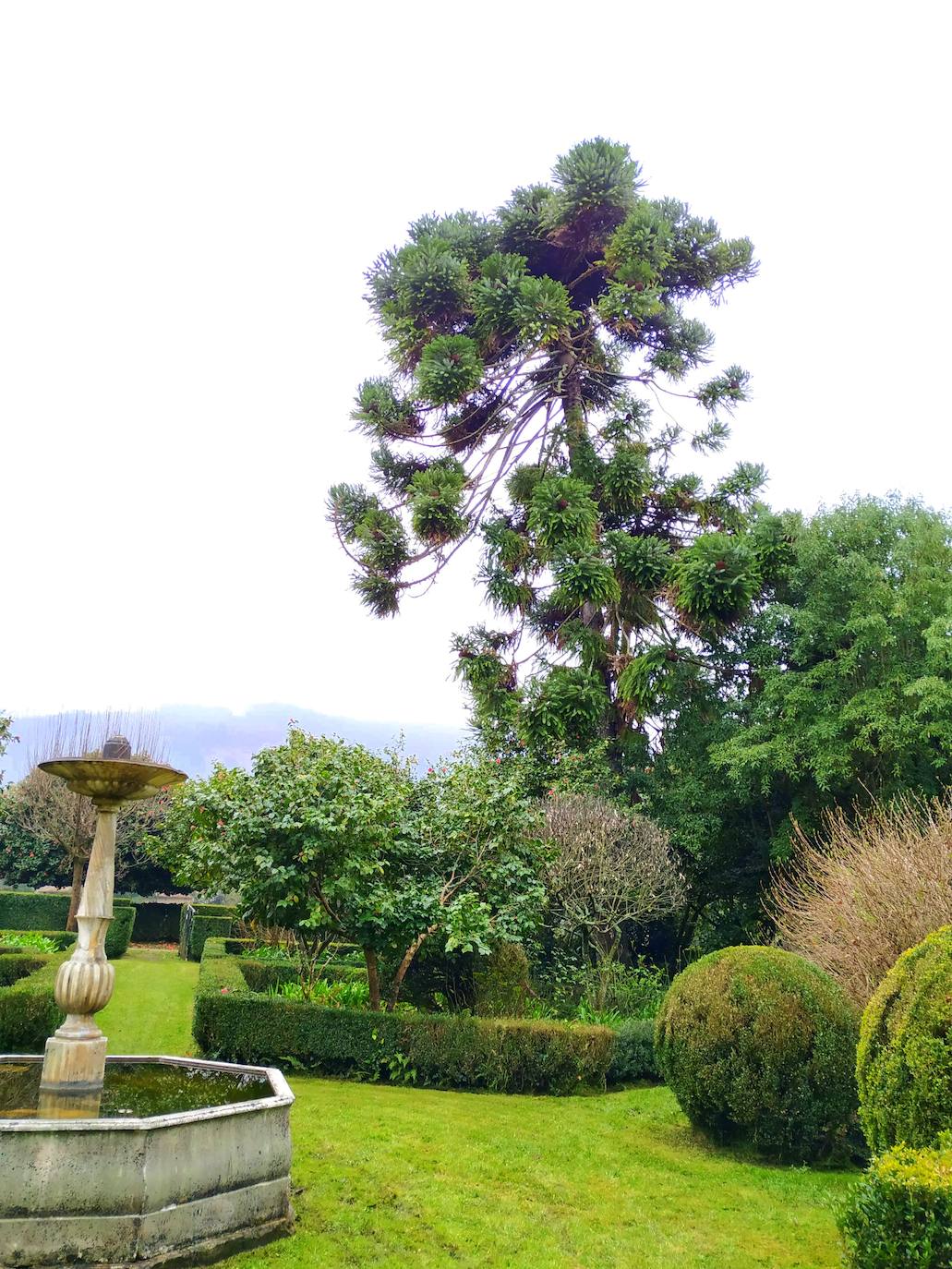 Vista desde la plazoleta central del jardín con macizos de boj y bolas trabajadas. Véase el elevado porte de la centenaria araucaria.