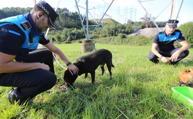 Detenido por maltrato animal después de que sus perros atacaran a otro