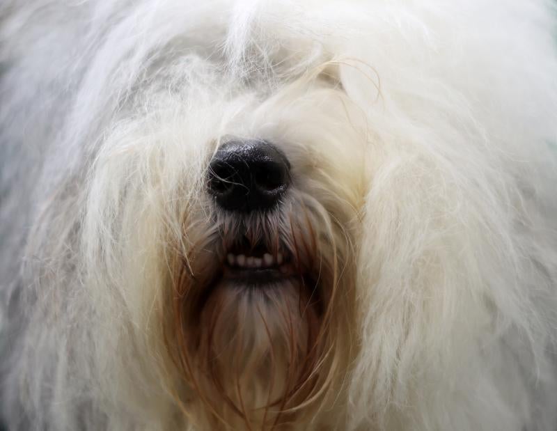 El Cruft Dog Show de Birmingham, la exposición canina más grande del mundo, se ha vuelto a celebrar este 2022 tras la pandemia.