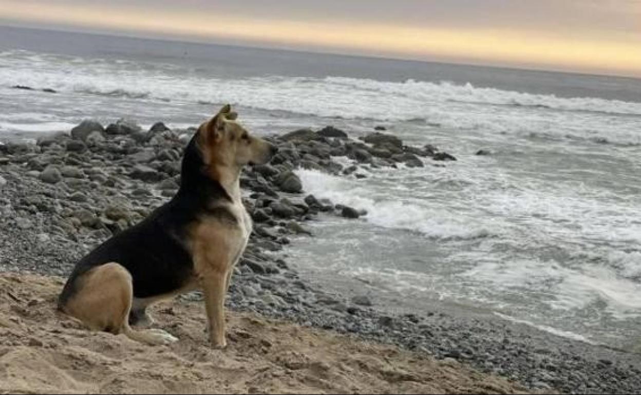 'Vaguito', sentado frente al mar .