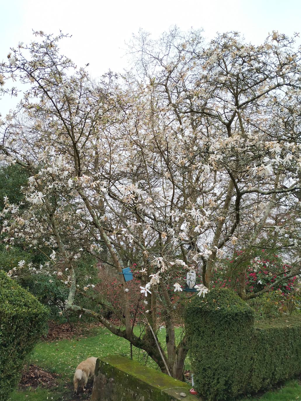 Una de las magnolias caducifolias situadas en lo alto de la escalinata de piedra.