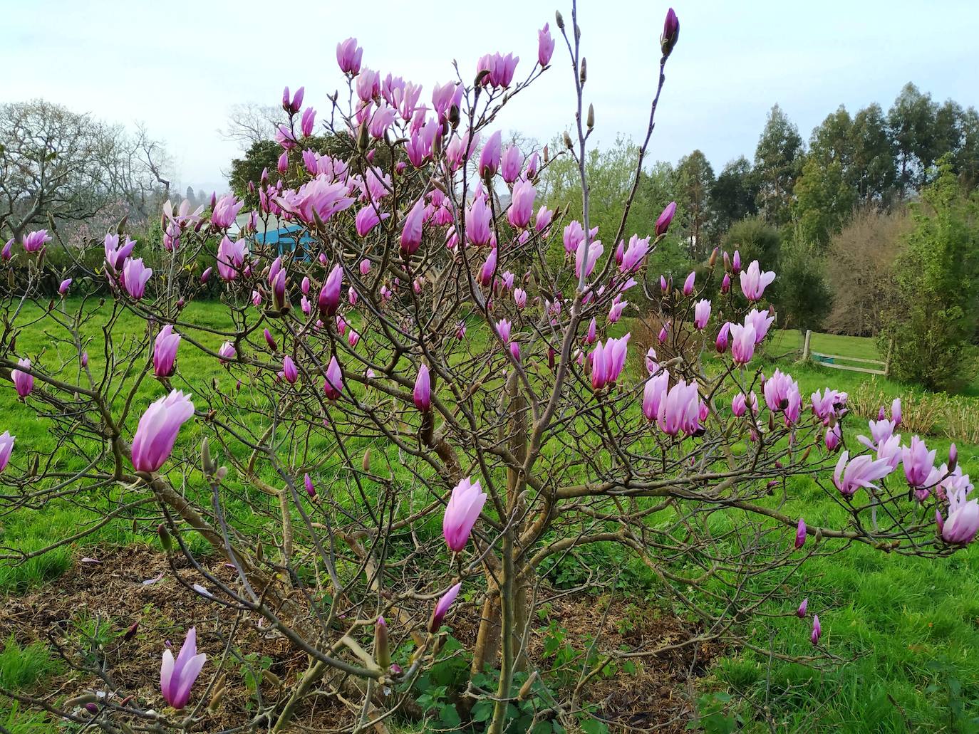 Magnífico ejemplar de magnolia Susan (caducifolia) sito en la parte de atrás del jardín de arriba.