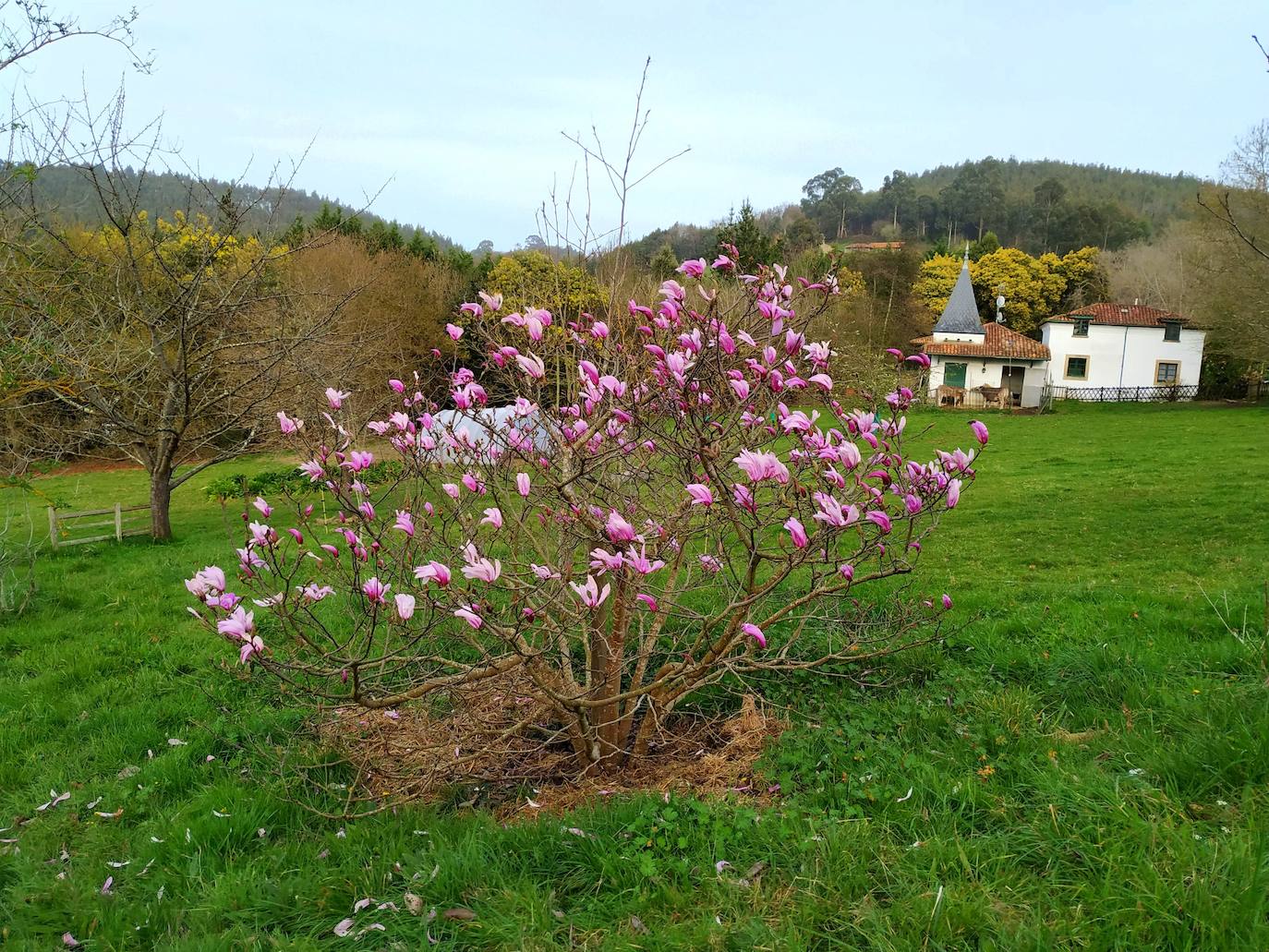 Magnolia caducifolia del jardín posterior de arriba con el palomar y la casa de caseros al fondo.