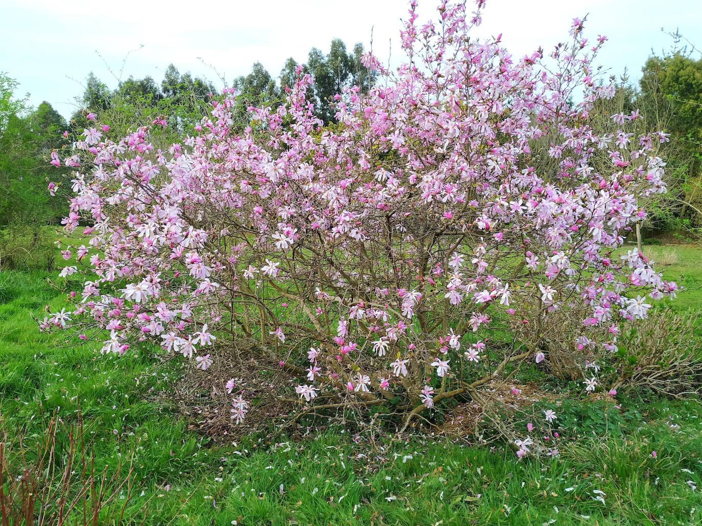 Magnolia caducifolia del jardín de Carmen Armada.