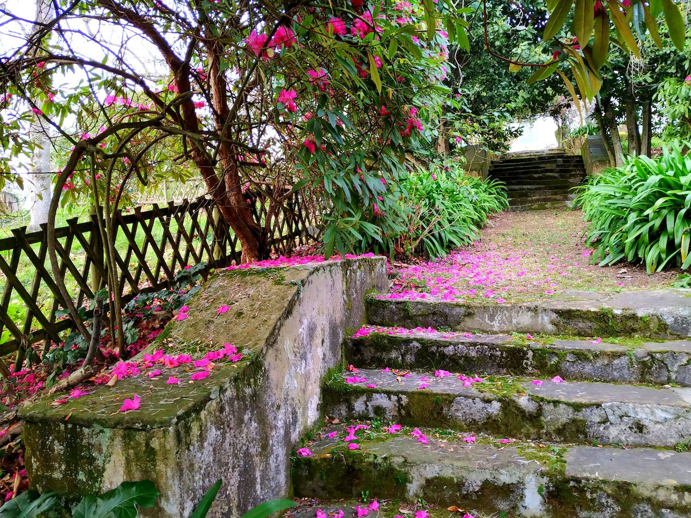 Alfombra de pétalos de los portentosos rododendros con agapantos al lado, en la escalinata de piedra del jardín en espiral de Carmen Armada.