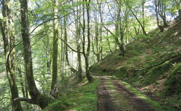 Bosque de Cea