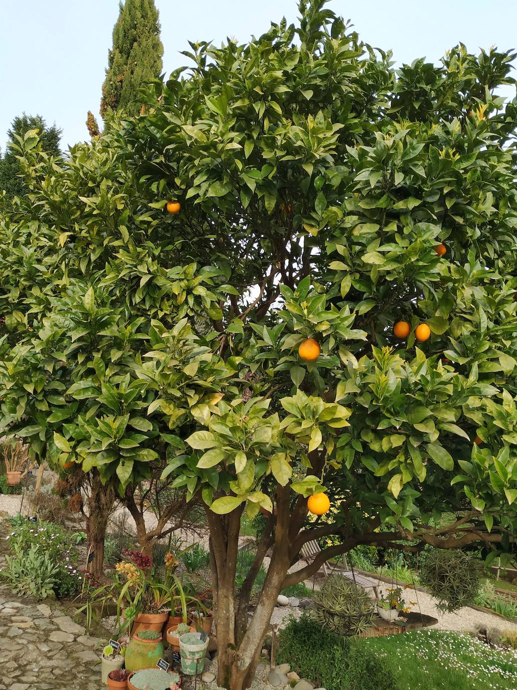 Productivo naranjo con más de 40 años de antigüedad plantado por la madre de Margó