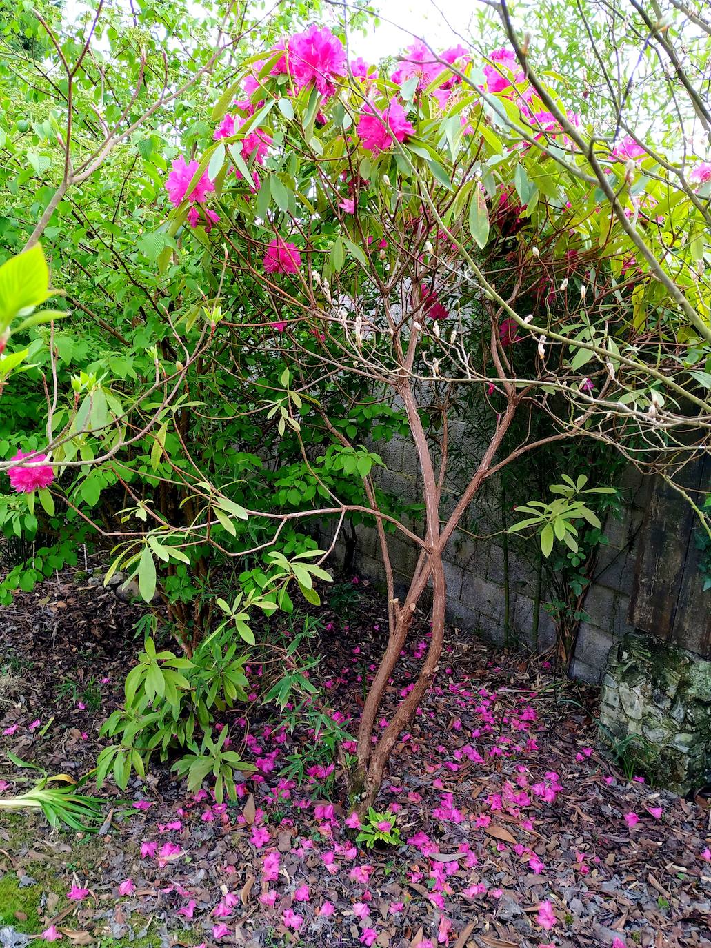 Alfombra de pétalos de rododendro