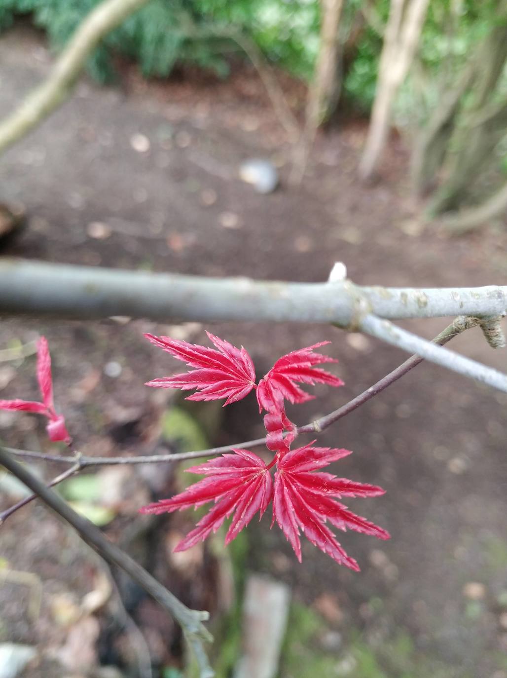 Pequeña hoja palmeada de un arce japonés recién brotada en color intenso que se volverá verde y otra vez roja en otoño