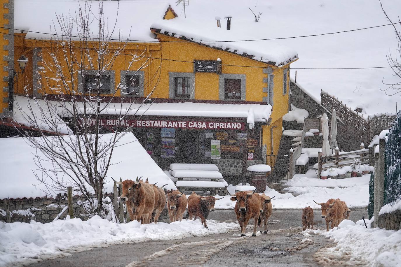 La llegada de la borrasca 'Ciril' ha devuelto el tiempo invernal a la región, con un notable descenso de las temperaturas y nieve en cotas bajas y abundantes chubascos en las ciudades asturianas