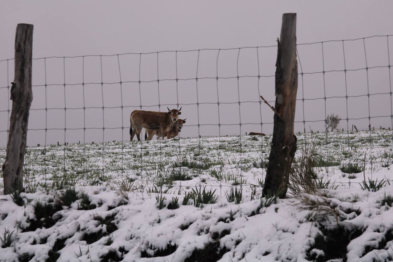 La llegada de la borrasca 'Ciril' ha devuelto el tiempo invernal a la región, con un notable descenso de las temperaturas y nieve en cotas bajas y abundantes chubascos en las ciudades asturianas