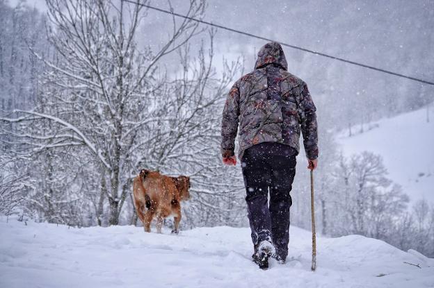 Un ganadero recoge sus vacas en Sotres bajo una copiosa nevada. 