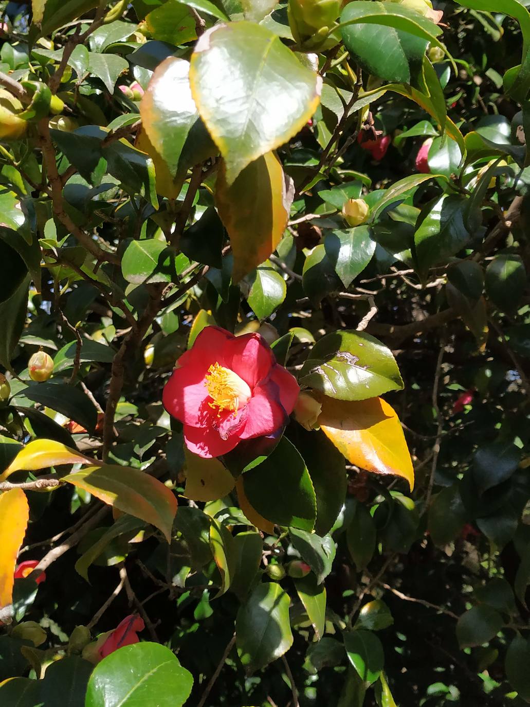 Una de las camelias japónicas rojas de flor pequeña, como una que hay en Peñafrancia.