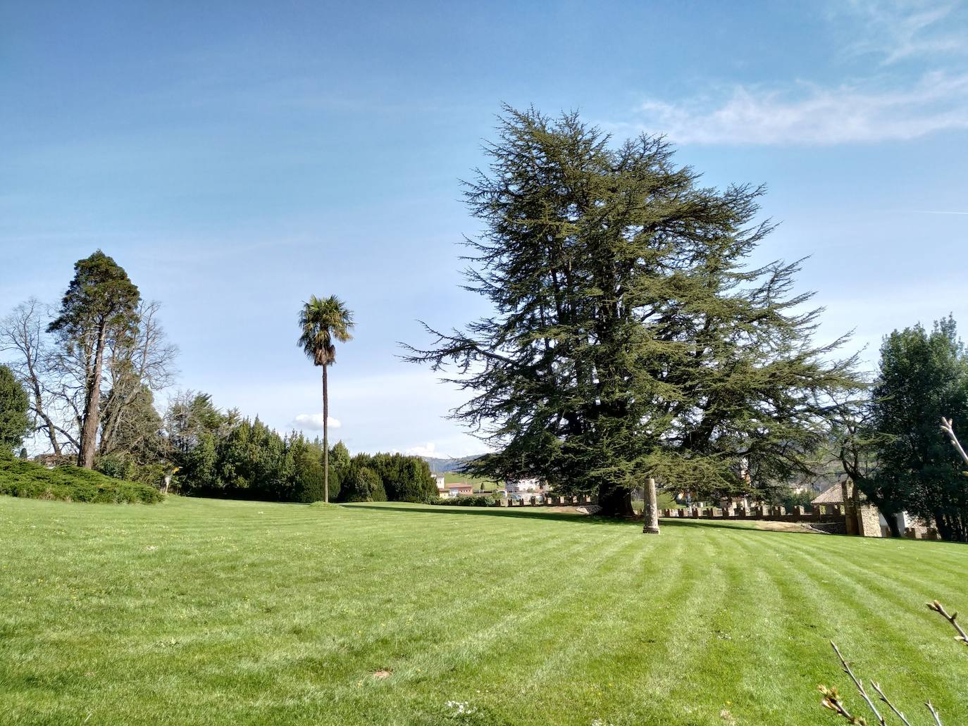 La pradera con el monumental cedro del Líbano, una palmera washingtoniana la secuoya y los juníperos rastreros.